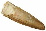 Fossil Spinosaurus Tooth - Real Dinosaur Tooth #269271-1